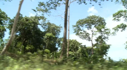 Palawan beside the road 4 Stock Footage 491817