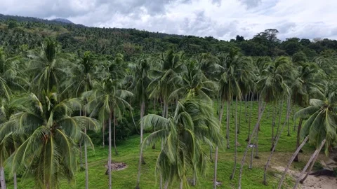 Palawan Coconut Canopy Forward Flythrough Swaying Fronds Ocean View Stockbeeldmateriaal 332276000