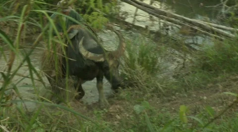 Palawan fields and buffalo 1 Stock-Footage 492268