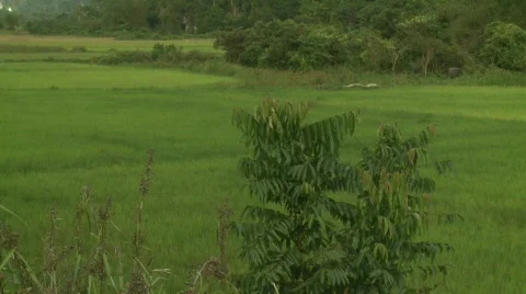 Palawan fields and mountains 3 Stock Footage 492239
