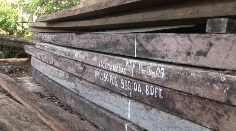 Palawan illegal logging 10 Video stock 498751