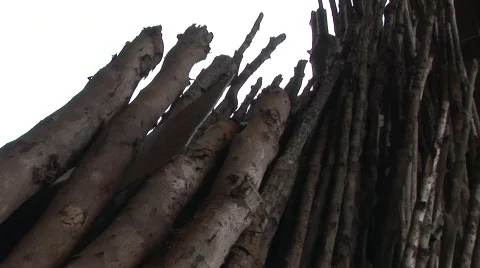 Palawan illegal logging 6 Video stock 498775