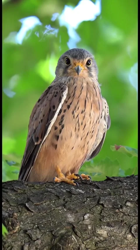 Palcon bird on a tree branch Stock Footage 319383931