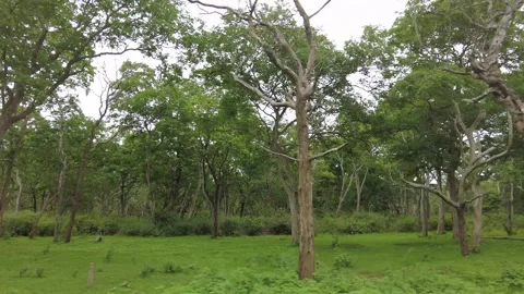 Pale and dark tree trunks above a green grass floor Stock Footage 346334794