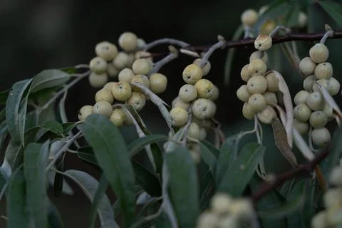 Pale berry clusters on leafy branch in soft natural light Stock-Fotos