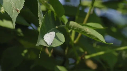 Pale Blue Butterfly Perched on a Leaf Taking Flight - 4K Slow Motion Footage Stock Footage 337476076