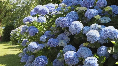 Pale blue hydrangea shrubs covered with spherical blooms in garden Stock Footage 336895091