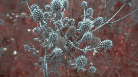 A pale blue thistle is shaking in the wind on a rusty-colored background. Stock Footage 114325865