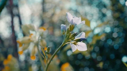 Pale Blue Wildflowers in Forest Setting with Bokeh Stock Footage 331129605
