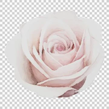 Pale blush rose is resting in vector style on transparent background, showing Stock Illustration