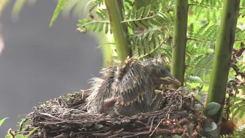 Pale Breased Thrush chick sits in nest scratching it's new wings Stock Footage 293489134