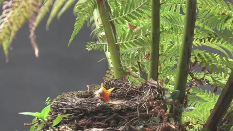 Pale Breasted Thrush chick in nest raising it's head Stock Footage 293016173