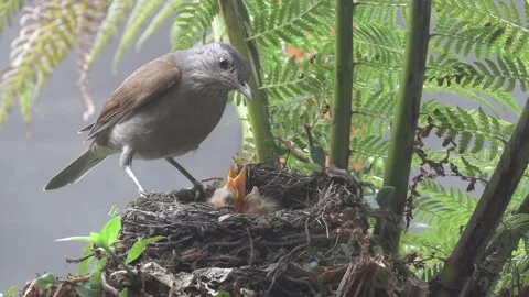 Pale Breasted Thrush feeds little worm to chicks Stock Footage 292686080