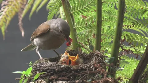 Pale Breasted Thrush feeds red berry to chicks Stock Footage 292686112