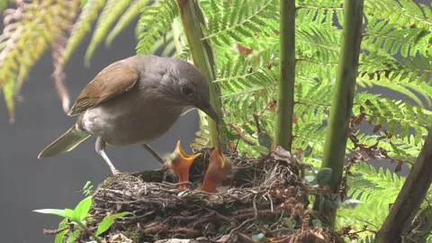 Pale Breasted Thrush feeds worm to chicks in nest Stock Footage 292686210