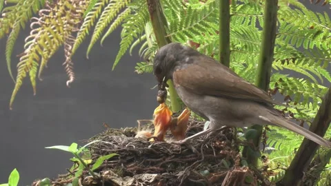 Pale Breasted Thrush feeds worm to chicks Stock Footage 292686221