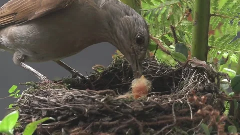 Pale Breasted Thrush Feeds worm to new born chick Stock Footage 293016171