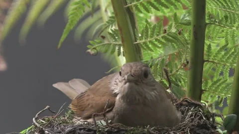 Pale Breasted Thrush female hops into nest and wriggles. Stock Footage 293016191