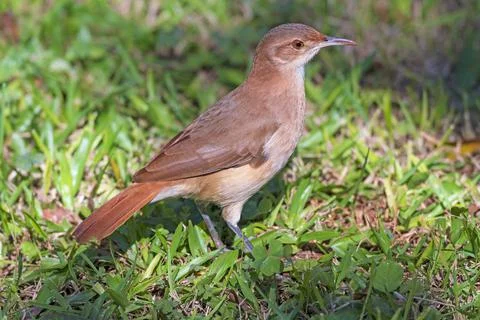 A pale-breasted thrush in the Grasses Stockfoto's