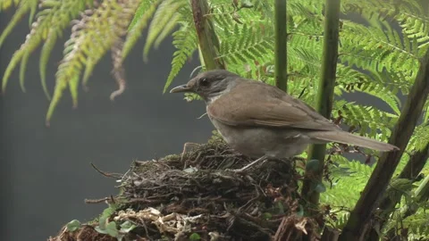 Pale Breasted Thrush hops on nest, sits on eggs Stock Footage 293016197