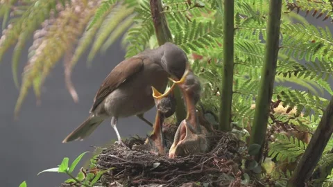 Pale Breasted Thrush hops on the nest, feeds his chicks, then leaves. Stock Footage 293094638