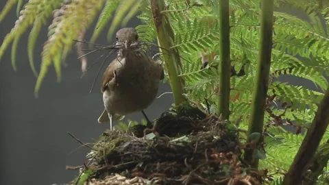 Pale Breasted Thrush lands on nest preparing to build Stock Footage 293016174