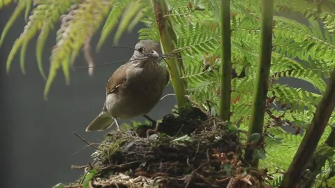 Pale Breasted Thrush lands o nest with twigs in her beak. Stock Footage 293016196