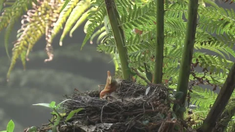 Pale Breasted Thrush newborn chick lifits it's head in nest. Stock Footage 293016198
