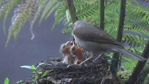 Pale Breasted Thrush pair feed big berries to chicks Stock Footage 292686276