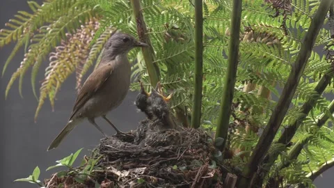 Pale Breasted Thrush swoops into nest and feeds three chicks. Stock Footage 293489027