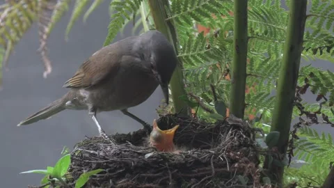 Pale Brested Thrush Feeding chicks Stock Footage 292686015
