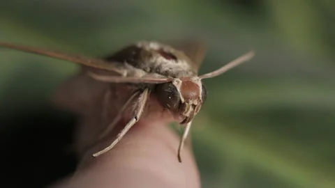 Pale Brown Hawk Moth on human finger isolated on natural green background Stock Footage 156960779