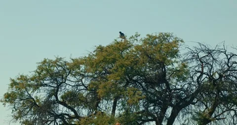 Pale Chanting Goshawk Perched on Desert Tree Against Blue Sky Stock Footage 321770982