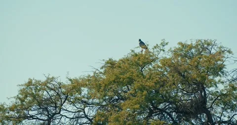 Pale Chanting Goshawk Perched on Desert Tree Against Blue Sky Stock Footage 321770996