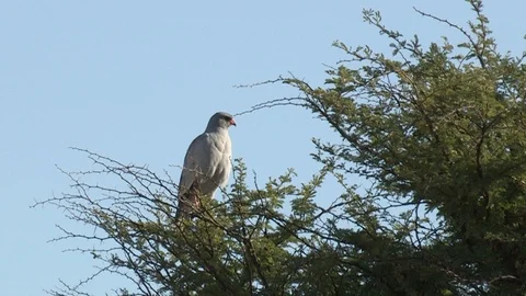 Pale Chanting Goshawk perched Stock Footage 98381348