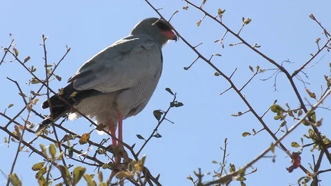 Pale Chanting Goshawk perched Stock Footage 98381775