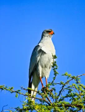 Pale chanting goshawk Stock Photos