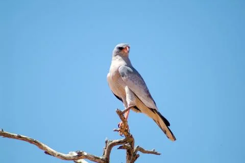Pale Chanting Goshawk Stock Photos