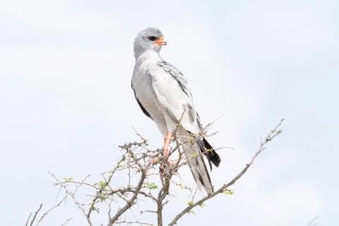 Pale Chanting goshawk Stock Photos