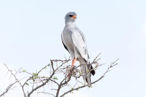 Pale Chanting goshawk Stock Photos