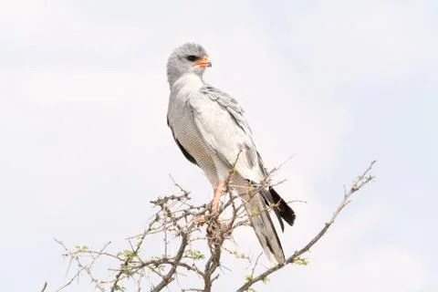 Pale Chanting Goshawk Stock Photos