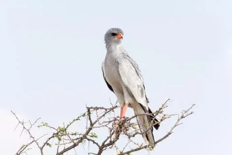 Pale Chanting Goshawk Stock Photos