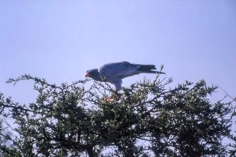 Pale Chanting Goshawk Stock Photos