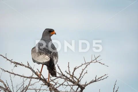 Pale Chanting Goshawk Stock Photos