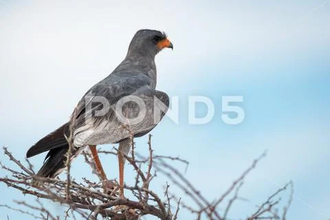 Pale Chanting Goshawk Stock Photos
