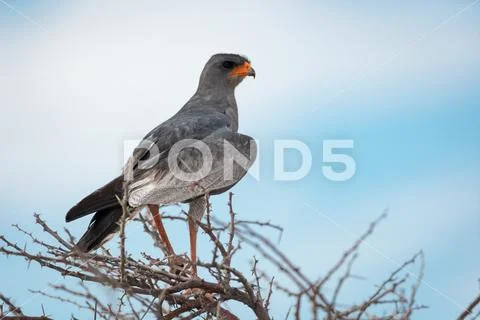 Pale Chanting Goshawk Stock Photos