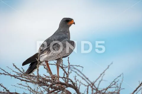 Pale Chanting Goshawk Stock Photos