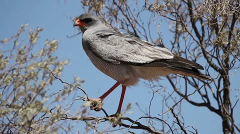 Pale chanting goshawk resting on a tree in the kalahari desert Stock Footage 62701935