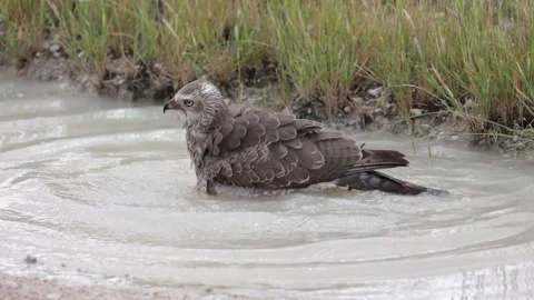 Pale chanting goshawk taking a bath Stock Footage 186579060