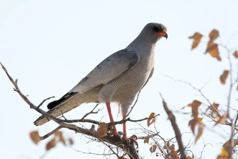 Pale chanting goshawk in tree Stock Photos